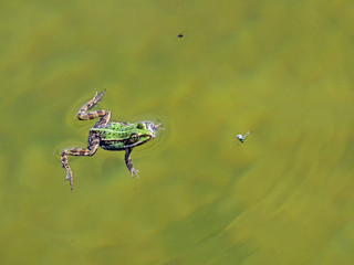 Schwimmender Frosch in einem Teich