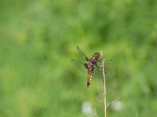 Nahaufnahme eines Plattbauchs, Libelle (Libellula depressa)