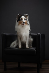 dog is sitting on a couch at home. sheltie on the background of the wall on the armchair.