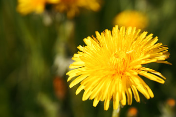 summer flower dandelion yellow nature