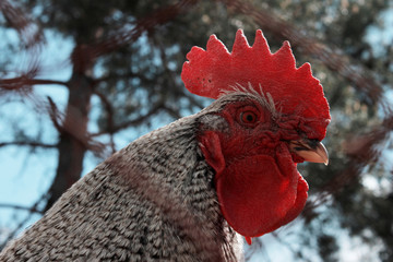 Caged chicken, cropped shot. Chicken farm, countryside, domestic pets concept. 