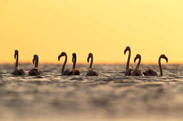 Greater Flamingos wading at Asker coast in the morning, Bahrain