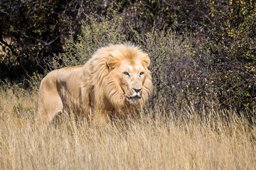 White Lion on Safari
