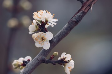 Blüten einer Zierkirsche im Frühling