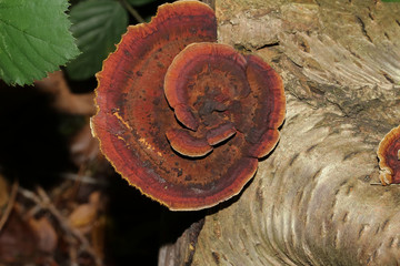 Baumpilz Schmetterlingstramete, Trametes versicolor, Coriolus versicolor, Polyporus vgersicolor