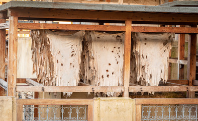 Drying Leather in Chouara Tannery, Fez, Morocco