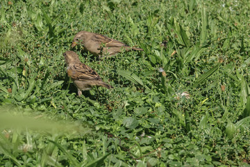 Haussperling auf der Wiese, Passer domesticus
