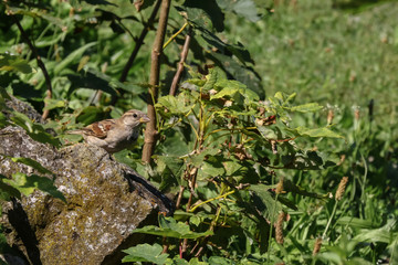 Haussperling auf der Wiese, Passer domesticus