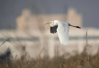 Great Egret flying at Asker marsh, Bahrain