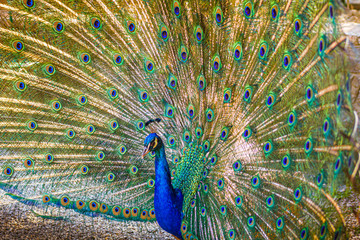 Obraz premium Radschlagender blauer Pfau