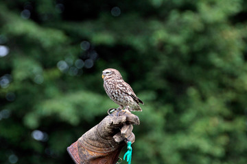 Kleiner Kauz auf Handschuh eines Falkners