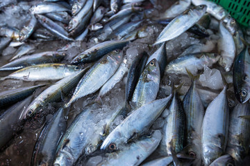 Southeast Asia, Vietnam, Agriculture, Anchovy, Animal