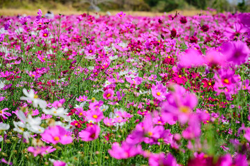 Pink Cosmos Field, Kaeng Khoi District, Saraburi, Thailand