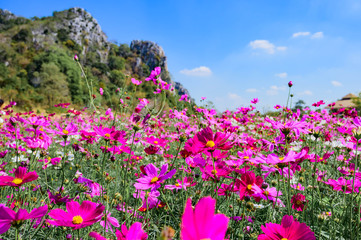 Landscape of Cosmos at Sirisamai Field, Kaeng Khoi District, Saraburi, Thailand