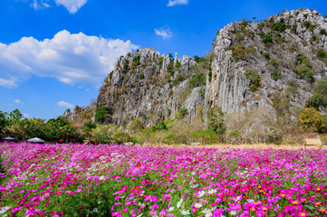 Landscape of Cosmos at Sirisamai Field, Kaeng Khoi District, Saraburi, Thailand