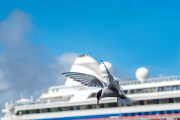 Seeschwalbe im Anflug miut Kreufahrtschiff im Hintergrund und blauem Himmel
