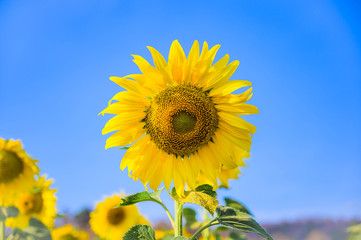 Close-up of sunflower and blue sky