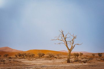 Fototapeta na wymiar dead tree in hot dry desert sand