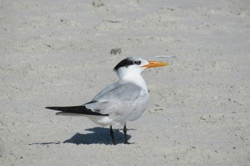 Royal tern on sand background in Atlantic coast of North Florida, closeup