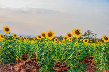 Obraz premium Landscape of sunflower field in the morning