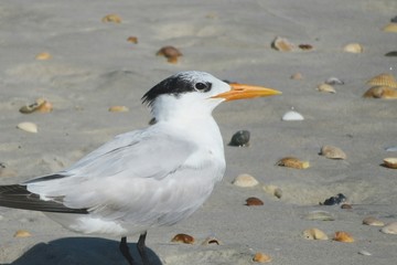 Royal tern bird on the beach in Atlantic coast of North Florida, closeup