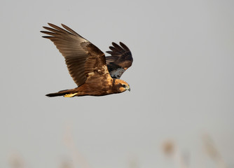 Eurasian Marsh harrier in flight at Asker Marsh, Bahrain