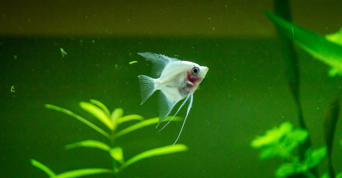 scalari in the acquarium