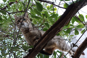 Chat perché à Athènes 