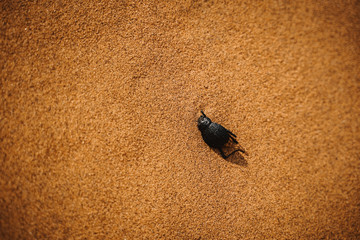 dead beatle in dried out red desert sand