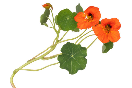 nasturtium flower isolated