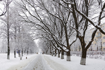 Snow-covered trees in a city park. Fairytale winter landscape