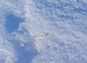 Background of frozen plants covered with snow. Texture of snow and snowflakes. beautiful winter landscape. frozen grass, clear frosty weather. winter season.