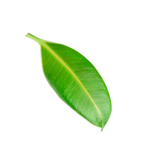 Obraz premium Green leaf of a tropical flower ficus elastica isolated on white background without shadows