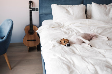 Cute dog Jack Russell Terrier sleeping on a white bed in a cozy modern bedroom.