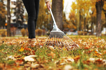 Person raking dry leaves outdoors on autumn day, closeup