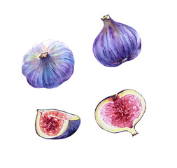 set of watercolor illustrations of purple fig fruits on a white background close-up