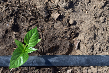 Young sapling of bell pepper with pipe auto irrigation