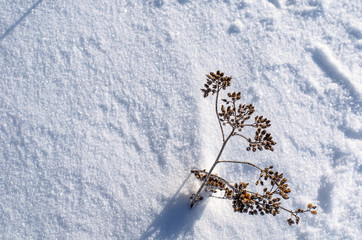 Background of frozen plants covered with snow. Texture of snow and snowflakes. beautiful winter landscape. frozen grass, clear frosty weather. winter season.