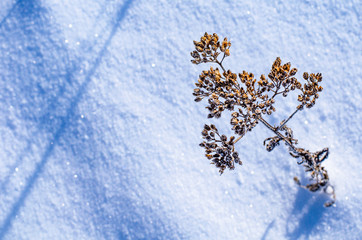 Background of frozen plants covered with snow. Texture of snow and snowflakes. beautiful winter...