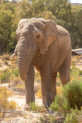 elephant in south africa