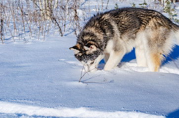 Young Siberian Husky dog black and white color in the snowy winter sunny day in the forest.  The dog is looking for something under the snow