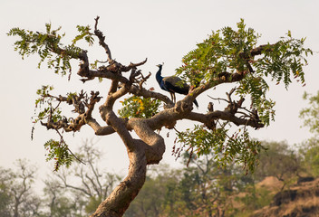 Fototapeta na wymiar A peacock stands on top of the branches of a tree inside the jungles of the Gir National Park in Gujarat, India.
