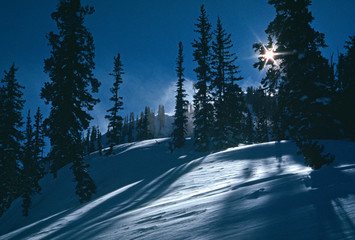 Fototapeta na wymiar Sun, snow, and trees