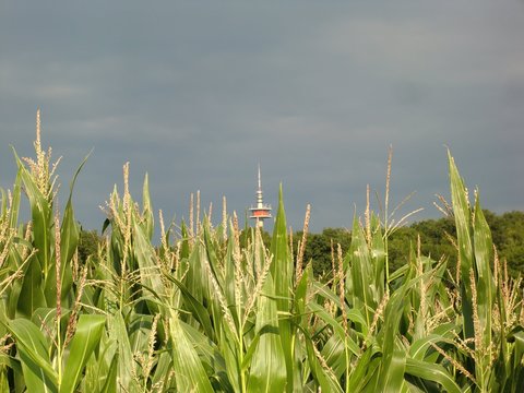 Sonnenlicht und grauer Himmel in der Gartlage