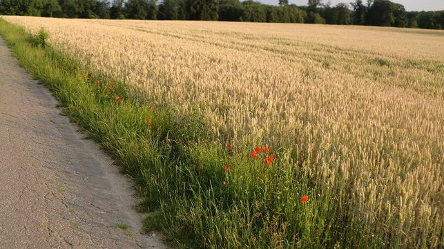 Feld am Gartlager Weg