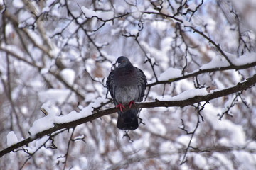 City gray pigeon crested on a branch in the winter forest