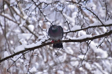 City blue dove on a snow-covered branch in the winter forest