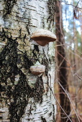 Mushrooms on birch