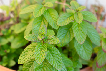 Homegrown mint (Mentha spicata) plant in pot with bright fresh leaves © CoinUp