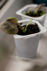 Green sprout. Spring and the first shoots